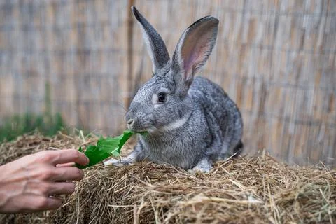 Soviet chinchilla rabbit medium size sitting on a hay before Easter Stock Photos