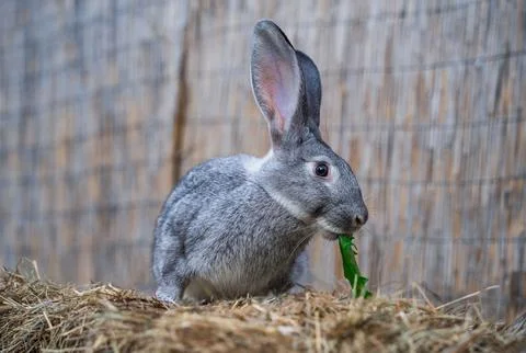 Soviet chinchilla rabbit medium size sitting on a hay before Easter Stock Photos