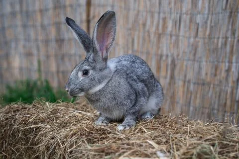 Soviet chinchilla rabbit medium size sitting on a hay before Easter Stock Photos
