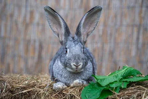 Soviet chinchilla rabbit medium size sitting on a hay before Easter Stock Photos