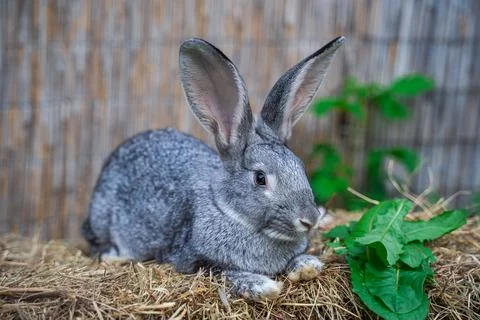Soviet chinchilla rabbit medium size sitting on a hay before Easter Stock Photos