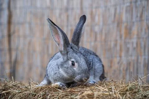 Soviet chinchilla rabbit medium size sitting on a hay before Easter Stock Photos