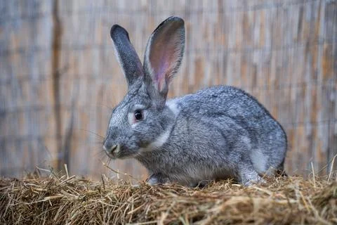 Soviet chinchilla rabbit medium size sitting on a hay before Easter Stock Photos