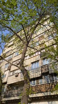 Soviet era apartment building behind blooming green tree in Almaty. Fotos Stock