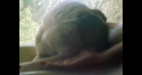 Soviet era home video, Soft light falling on a puppy resting on a window sill Stock Footage 331570179