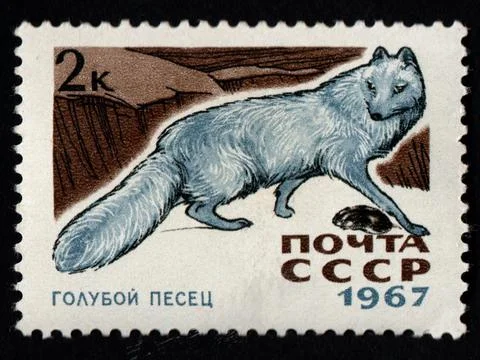 Soviet post stamp dedicated to blue arctic fox. Post stamp about Arctic anima Foto stock