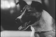Soviet Space Dog Laika Orbits The Earth In The Sputnik 2 Spacecraft, In 1957. Stock Footage