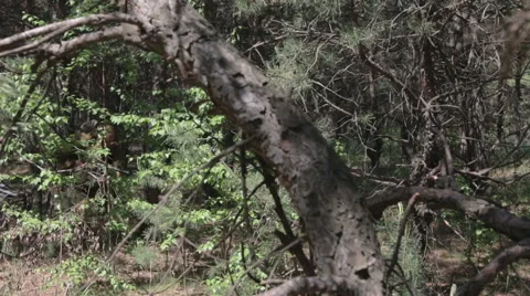 Soviet subversive detachment runing through the forest World war II Stock Footage 63752944