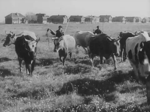 Soviet Union - 1930s: Herding cattle Stock Footage 158069453