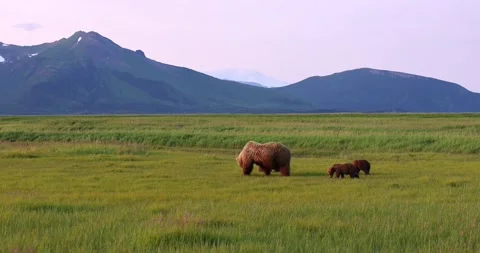 Sow and cubs graze Stock Footage 157881931