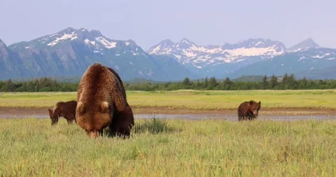 Sow and cubs graze Stock Footage 160290018