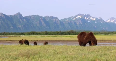 Sow and cubs graze Stock Footage 160290024
