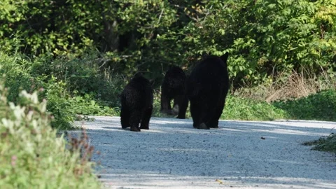 A sow and her 2 cubs take the trail Stock Footage 320197305