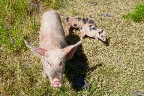 Sow and its two piglets Stock Photos