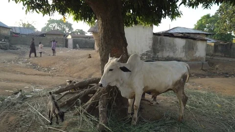 Сow and lamb grazing by the tree poor village, Nigeria Stock Footage 100836423
