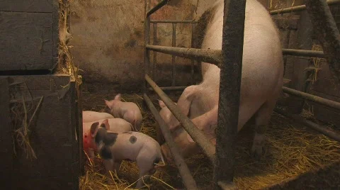 Sow and piglets in barn Video stock 564867