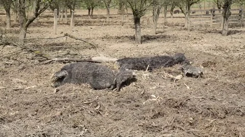 The sow and piglets in the field Stock Footage 73450243