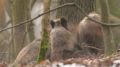 Sow and two young wild boars (Sus scrofa) lie on the ground and are disturbed. Stock Footage 131297826