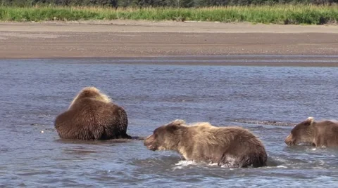 Sow bear feeds cubs Stock Footage 55658394