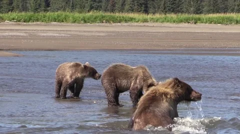 Sow bear joins cubs Stock Footage 55656897