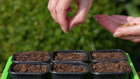 Sow beetroot seed in seed container, pick seed and drop on soil, slow motion Stock Footage 329227010