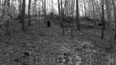 Sow Black Bear with Three Playful Cubs in North Carolina Foothills Stock Footage 317923010
