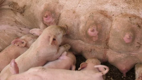 Sow breastfeeding piglets in pigsty Stock Footage 80578795