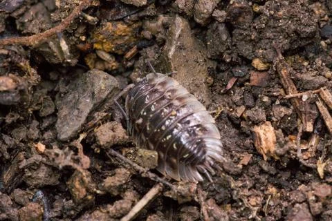 Sow bug crawling on forest soil Stock Photos