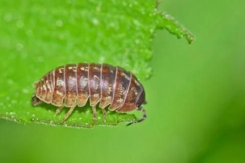 Sow Bug with green background Foto stock
