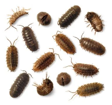 Sow bugs roly-poly Stock Photos