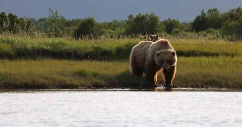Sow drinking from creek Stock Footage 157881793