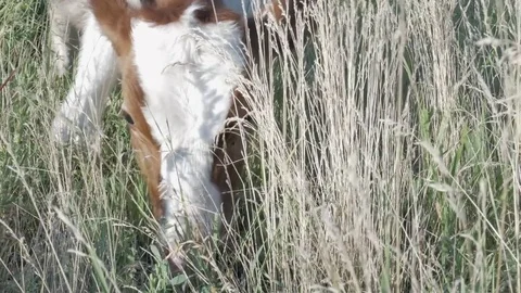 Сow eats hay on the farm Stock Footage 79008547