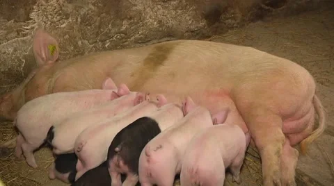 Sow feeding the piglets Stock Footage 61127296