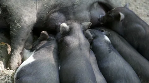 Sow feeds newborn pigs Stock Footage 53894987