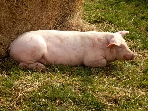 Sow having a rest Stock Photos