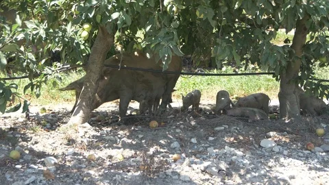 Sow with her Offspring Eats the Apples Stock Footage 105263179