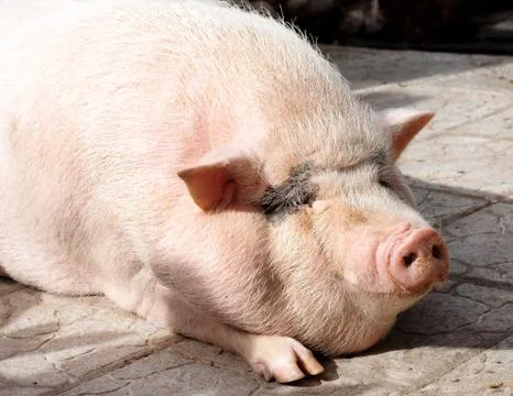 Sow large Stock Photos