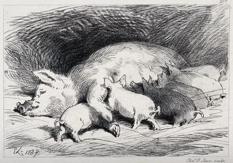A sow lying down in the pen, with six piglets feeding. Etching by C. Lewis .. Stock Illustration