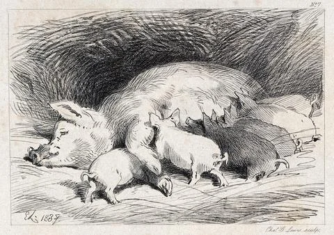 A sow lying in the straw with six suckling piglets. Etching by C. G. Lewis .. Stock Illustration