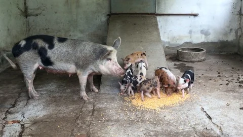 Sow mum with puppies all eating neighbors together in peace Stock Footage