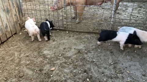 Sow pig and piglets separated by fence HD Stock-Footage 73709803