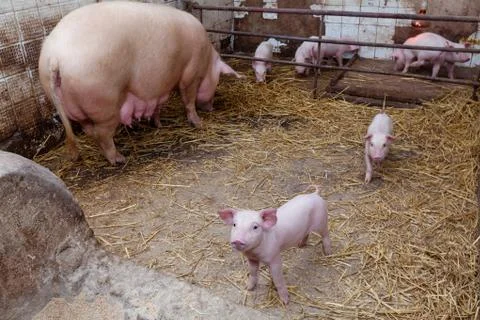 Sow pig with piglets Stock Photos