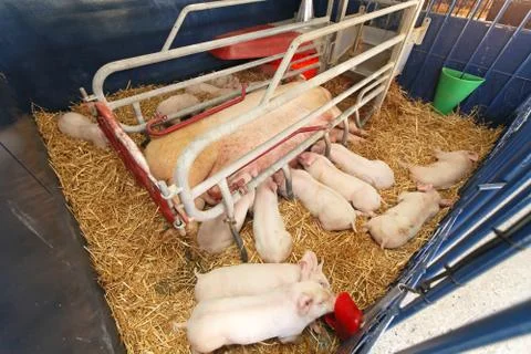 Sow with piglets Stock Photos