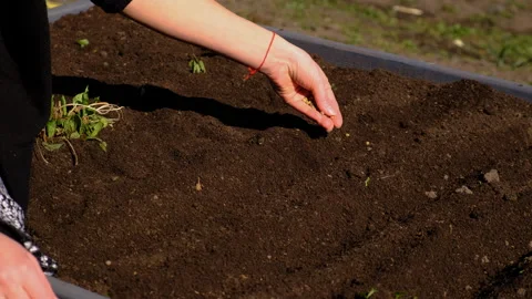 Sow plants in the garden. Selective focus. Stock Footage 305750137