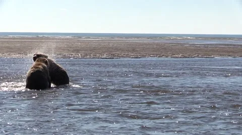 Sow plays wth cubs Stock Footage 55576155