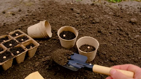 Sow seeds into the soil. selective focus. Stock Footage 270069905