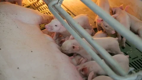 Sow suckles piglets Intensive Pig farming Stock Footage 107152366