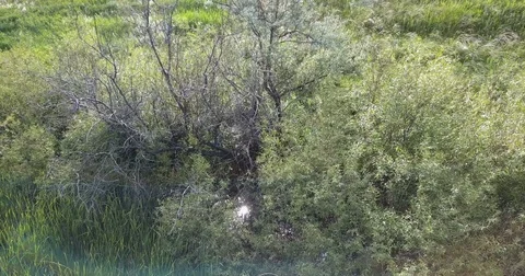 Sowats in the nest Stock Footage 77064214