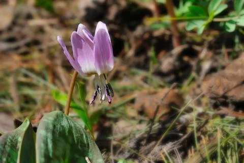 Sowbread Stock Photos