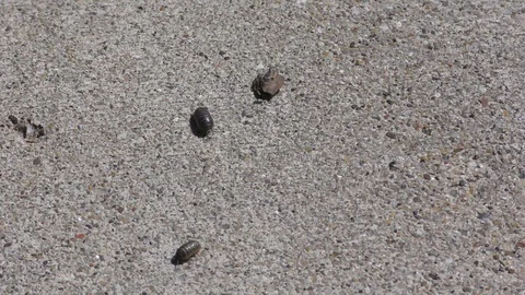 Sowbug or Pillbug Several Sowbugs or Pillbugs Walking and Moving on Ground Vídeos de archivo 130015531